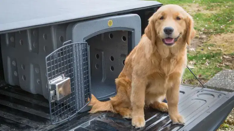 Alternatives to Dogs Riding under Tonneau Covers