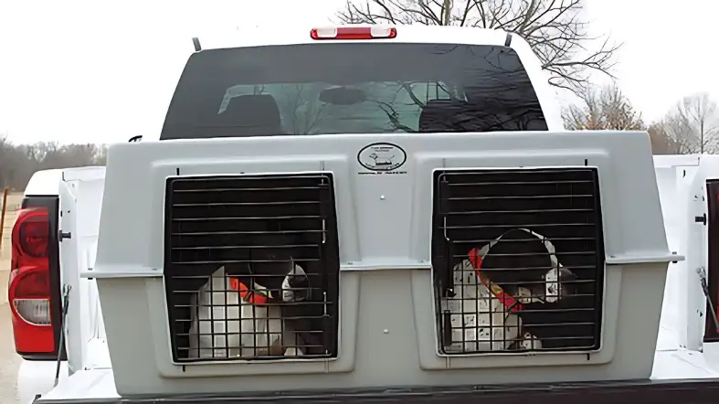 Benefits of Allowing Dogs to Ride Under Tonneau Covers