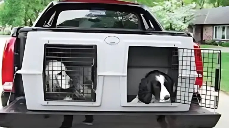 Can Dogs Ride Under Tonneau Cover?