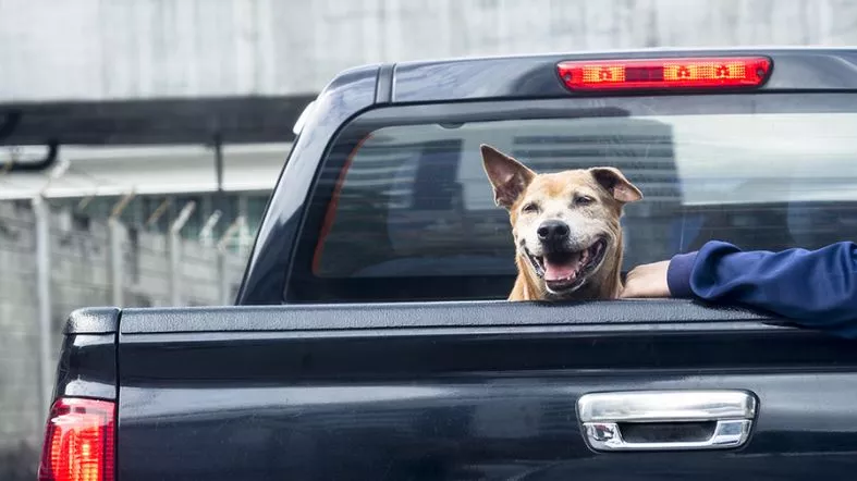 Risks and Safety Precautions for Dogs Riding Under Tonneau Covers